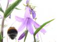 hommel op weg